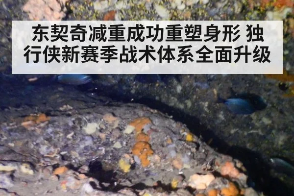 东契奇减重成功重塑身形 独行侠新赛季战术体系全面升级